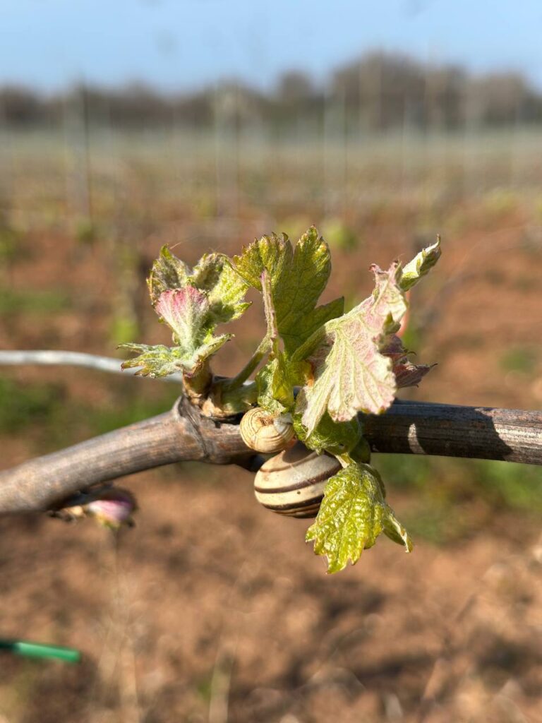 Primitivo — serce Apulii w każdym kieliszku